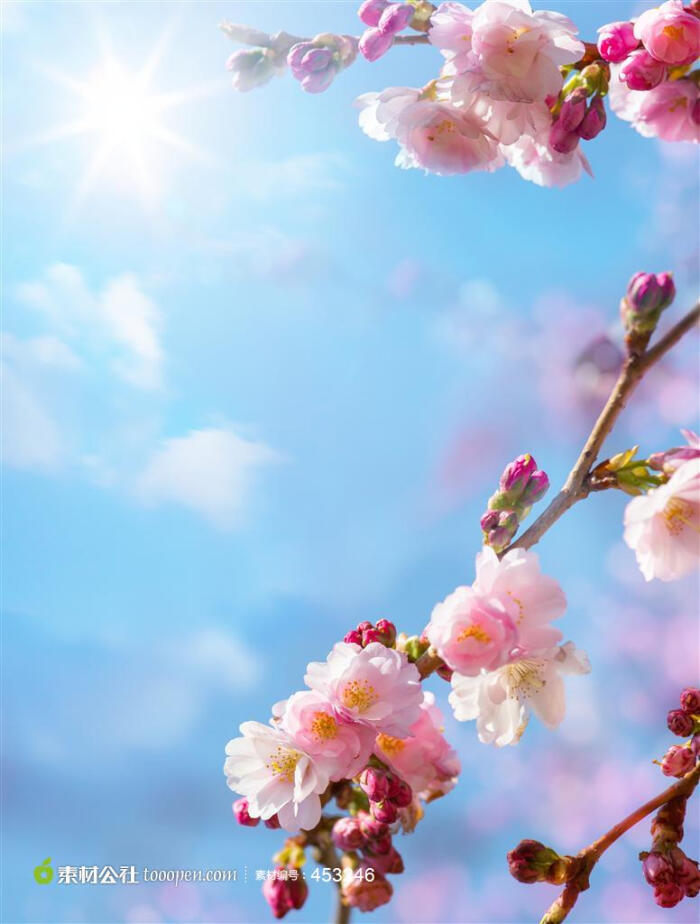 蓝天阳光下的花朵摄影高清图片