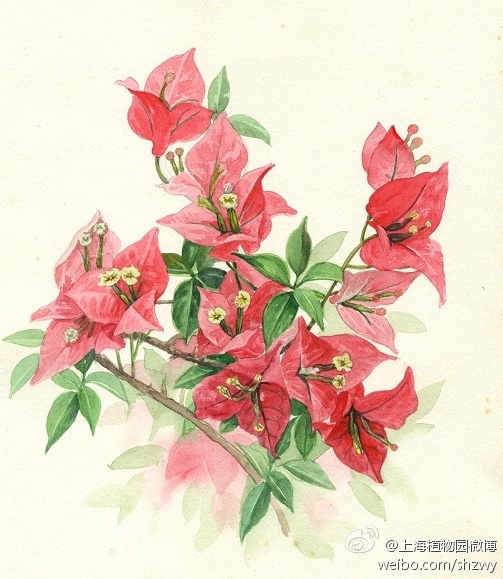 三角梅,(bougainvillea spectabilis willd.