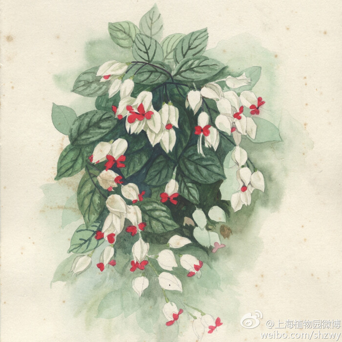 龙吐珠,马鞭草科多年生植物,主要用于温室…-堆