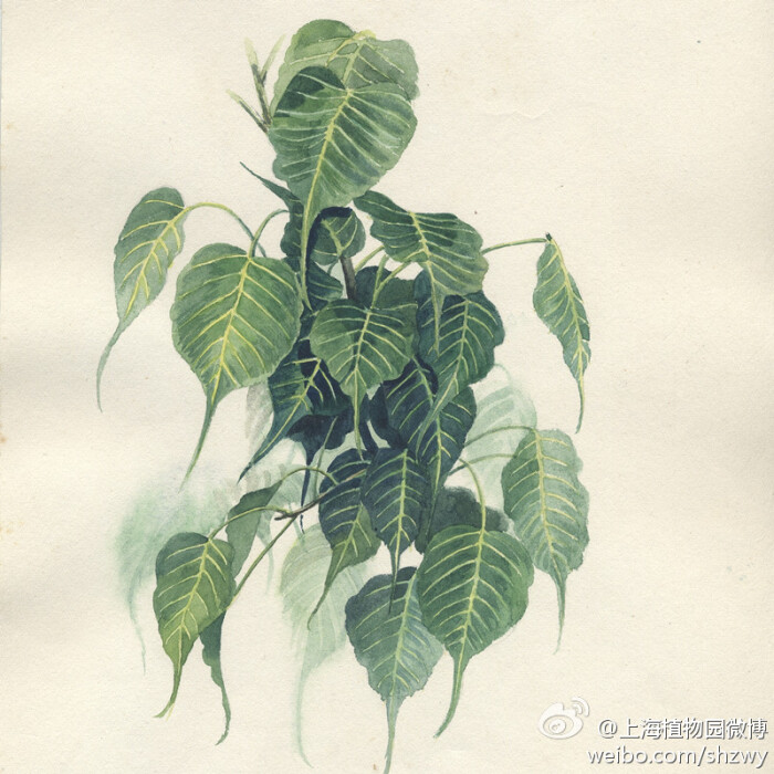 菩提树,ficus religiosa l. ,桑科榕属.