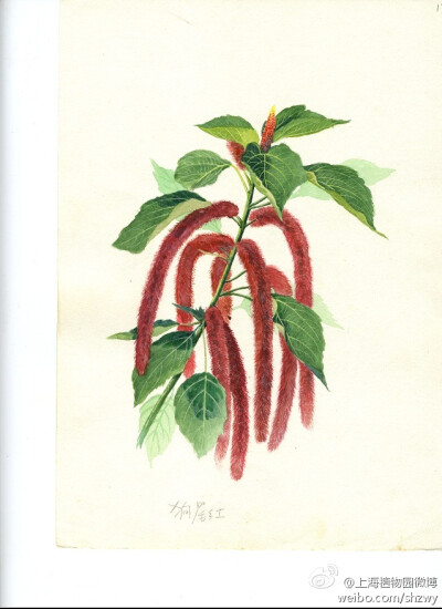 红穗铁苋菜,acalypha hispida burm f,大戟科红桑属.