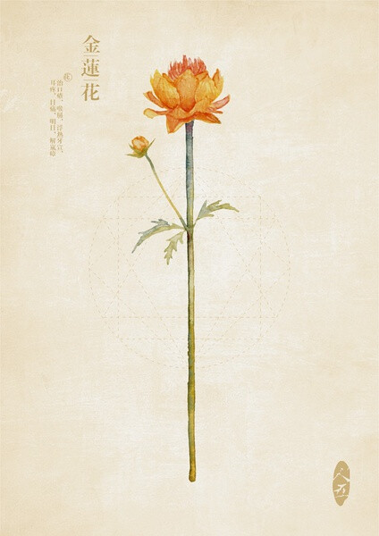 金莲花,实用部分-花:治口疮,喉肿,浮热牙宣,耳疼,目痛,明目,解岚瘴.