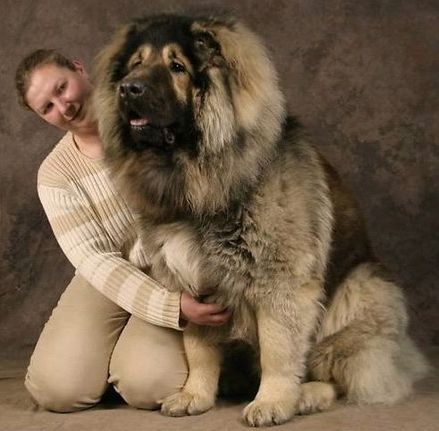 高加索犬是原产于车臣等前苏联中亚少数民族地区的古老大型护畜犬