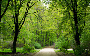 公园,绿色森林,树木,夏天高清风景桌面壁纸