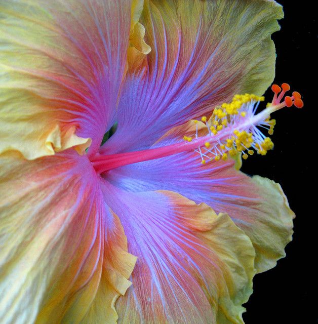 hibiscus.