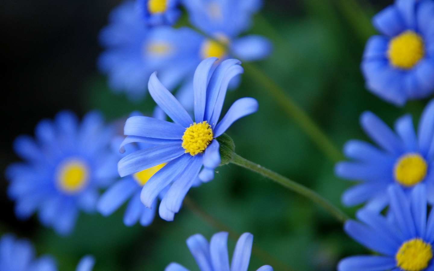 雏菊