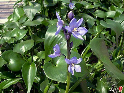 雨久花 别名:浮蔷,蓝花菜,水白花 花期:7—8月 花语:此情不渝,天长