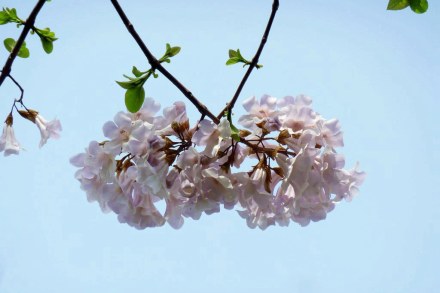 【紫花泡桐】清明时节,桐花初放.紫花泡桐是我见过的最美的花树.