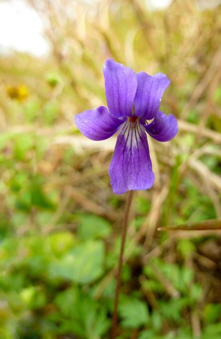 【早开堇菜】早开堇菜的花期本应在4月.