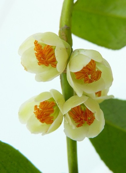 让人格外感动。查了下,应是山茶科柃木属的。