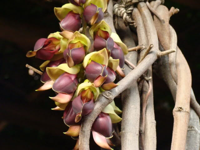 大果油麻藤 mucuna macrocarpa