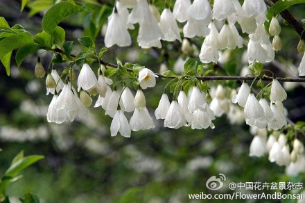 每年4月份先叶开花,花朵下垂,好像挂了一树白色的铃铛.