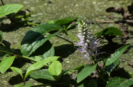 腹水草