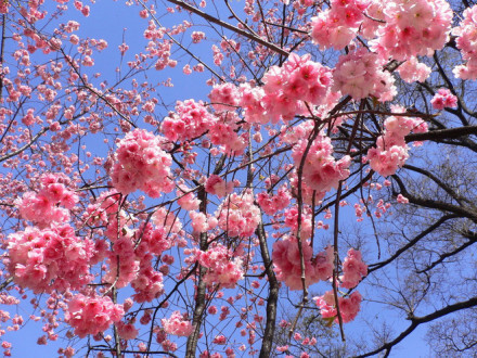 人间四月芳菲尽,山寺桃花始盛开;长恨春归无觅处,不知转入此中来.