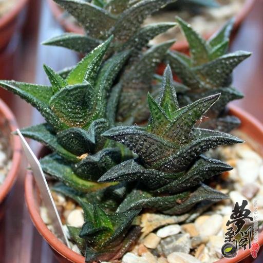 尼古拉 haworthia nigra