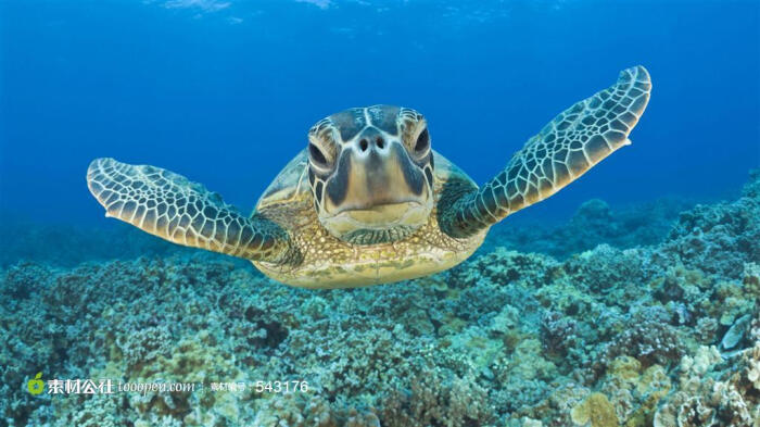深海里的大海龟高清摄影桌面壁纸图片素材