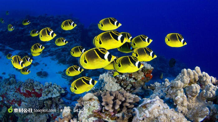 海底的黄斑小鱼高清摄影桌面壁纸图片素材