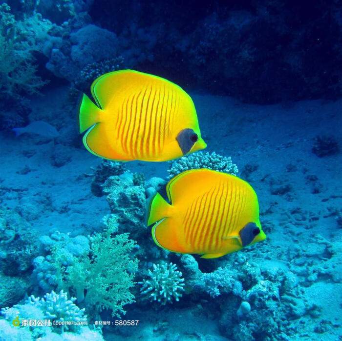 海洋动物系列 - 一对美丽亲密的黄色热带鱼高清摄影桌面壁纸图片素材