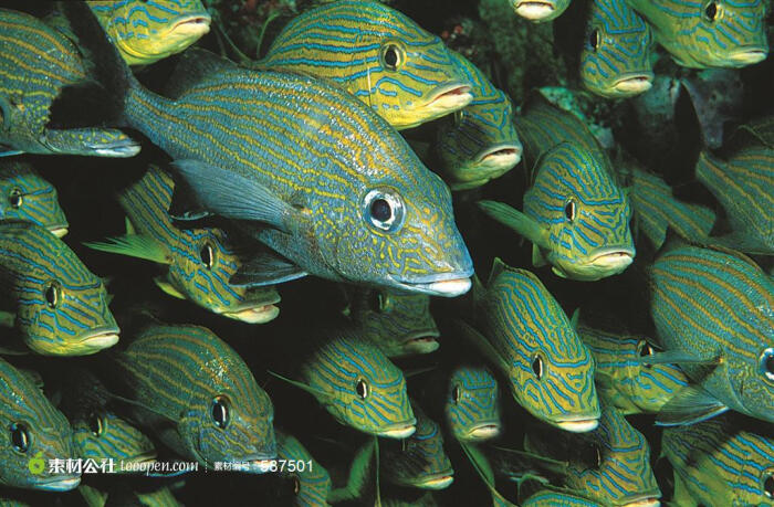 深海鱼群海洋生物摄影高清桌面图片素材