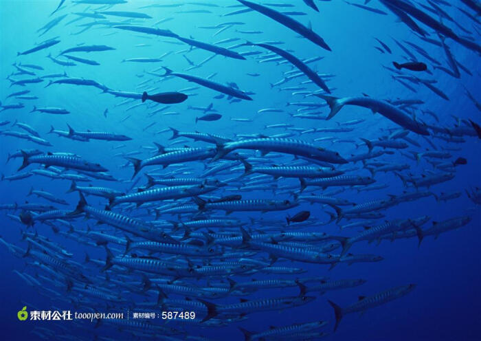 成群的海洋生物鱼类高清摄影桌面壁纸图片素材