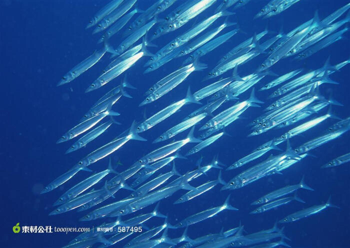 海洋生物银鱼高清桌面图片素材