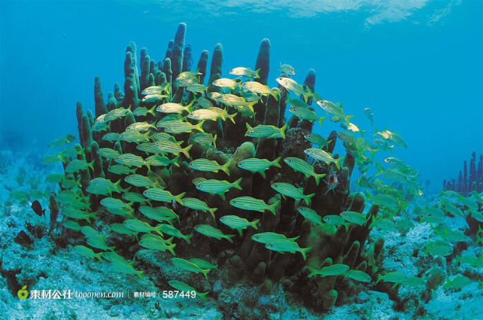 珊瑚鱼群海洋生物摄影背景桌面壁纸图片素材