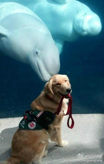 【一只导盲犬在参观海洋馆时候的留影】白鲸和金毛都在微笑着,其中一