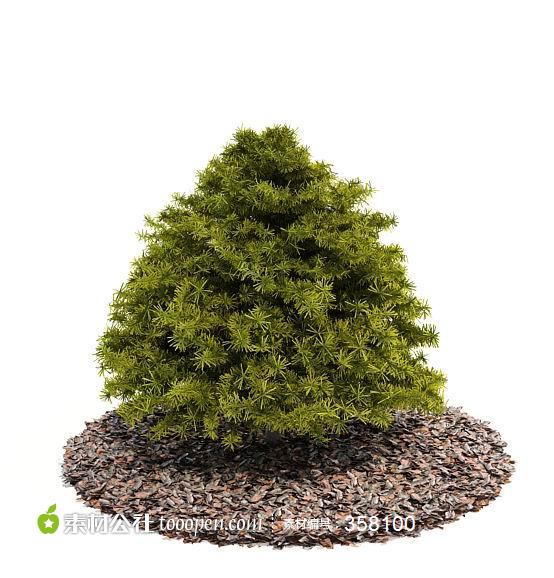 松树树木模型植物3d模型