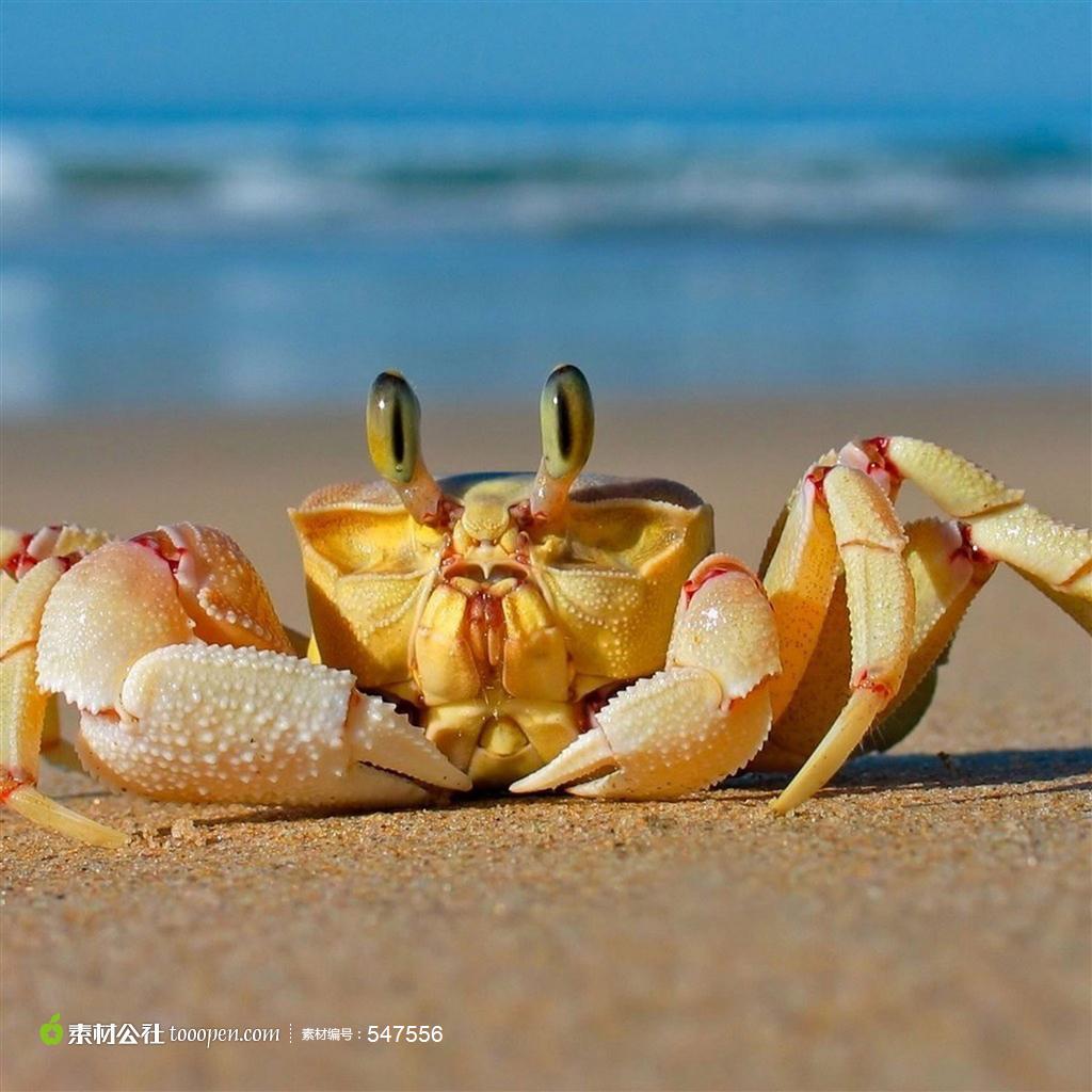 沙滩上的大螃蟹高清桌面图片素材-堆糖,美好生活研究所