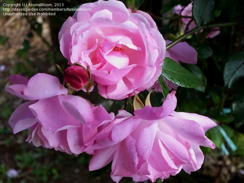 full size picture of climbing china rose "old blush, cl.