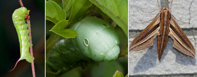 雀纹天蛾(theretra japonica)的幼虫与双线斜纹天蛾(theretra