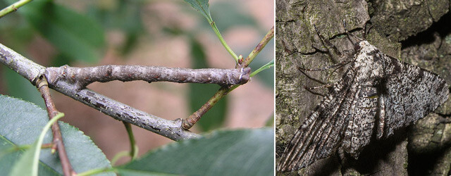 桦尺蛾(biston betularia)的幼虫与成虫都是隐藏高手.