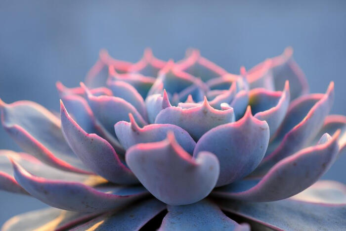 皮氏石莲花 拉丁名: echeveria peacockii d…-堆糖