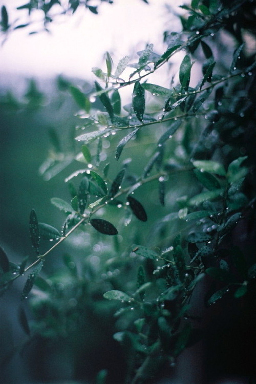 树上的雨滴