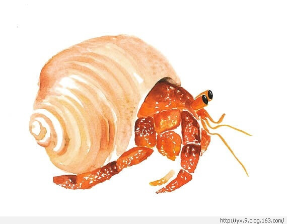 寄居蟹~艾琳是一个全职工作的意大利艺术家绘画的动物,她最喜欢的主题