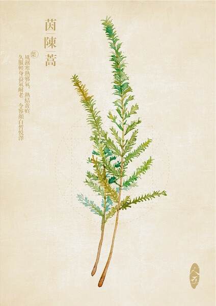 茵陈蒿@远树含烟采集到本草集(124图)_花