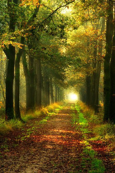 forest path, the net.