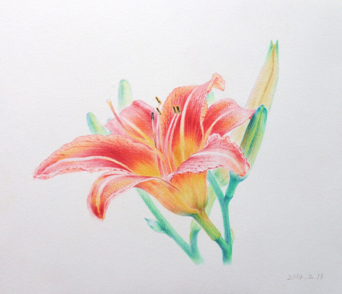 空杯 的插画 彩铅花卉