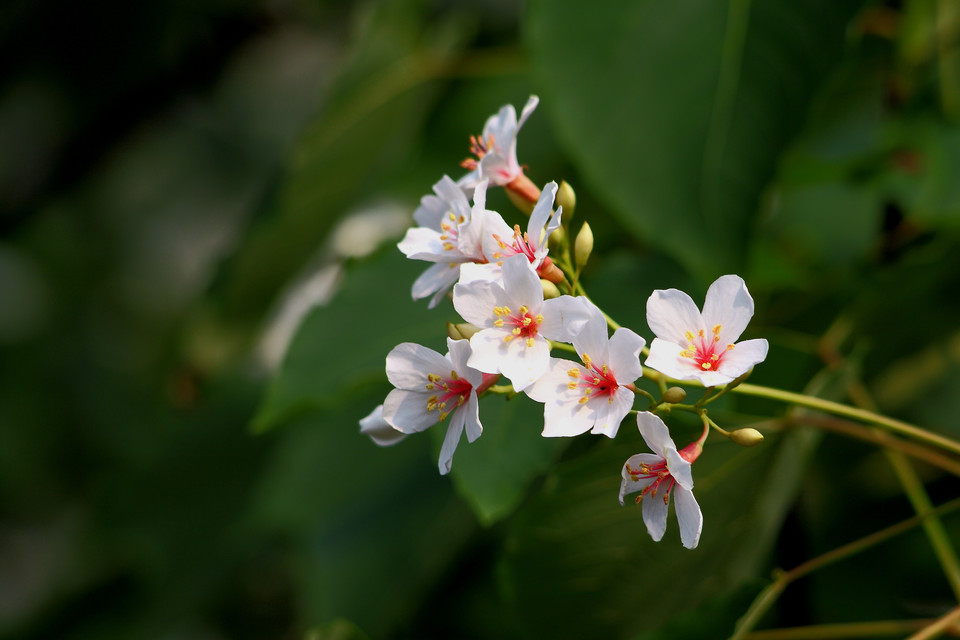 油桐花是蔷薇亚纲,大戟目的植物油桐(vernicia fordii (hemsl.