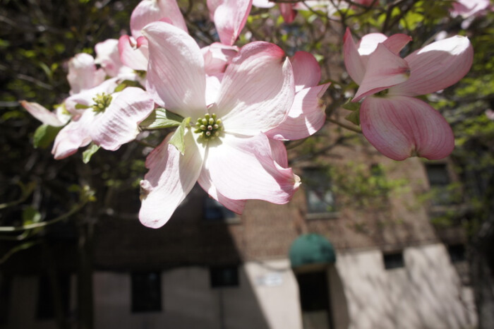 狗木dogwood 花水木 四照花 山茱萸科棶木属(cornus)植物,灌木,乔木或