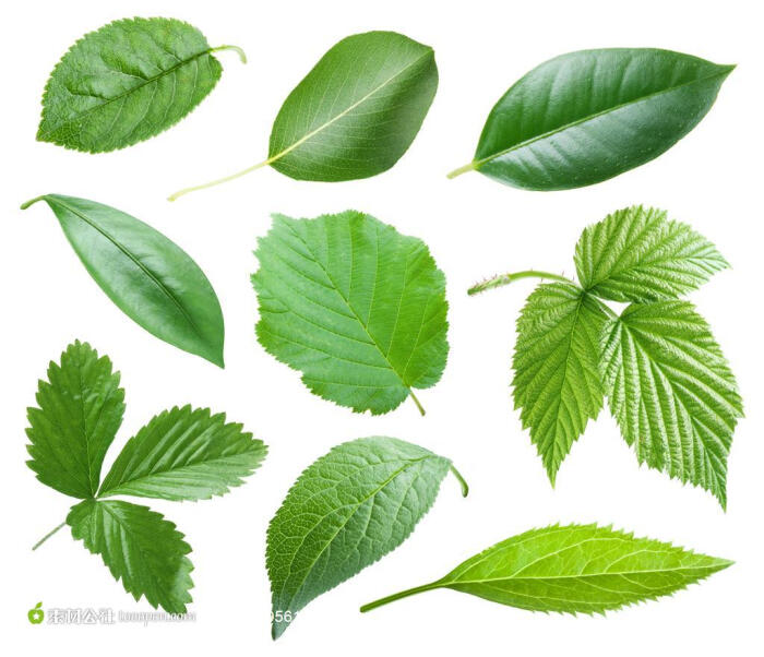 绿色叶子系列 - 各种各样的绿色叶子高清桌面图片素材