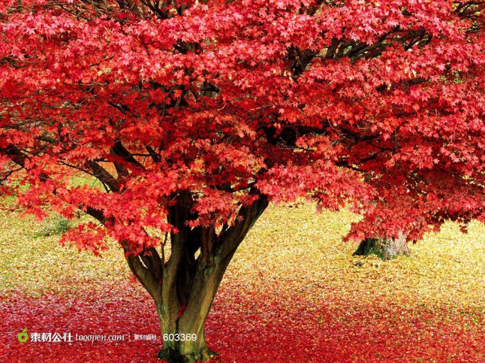 红色叶子树木植物高清摄影桌面壁纸图片素材