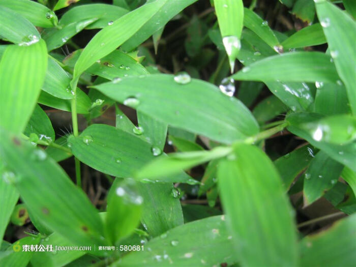 雨后叶子上的水珠高清摄影桌面壁纸图片素材