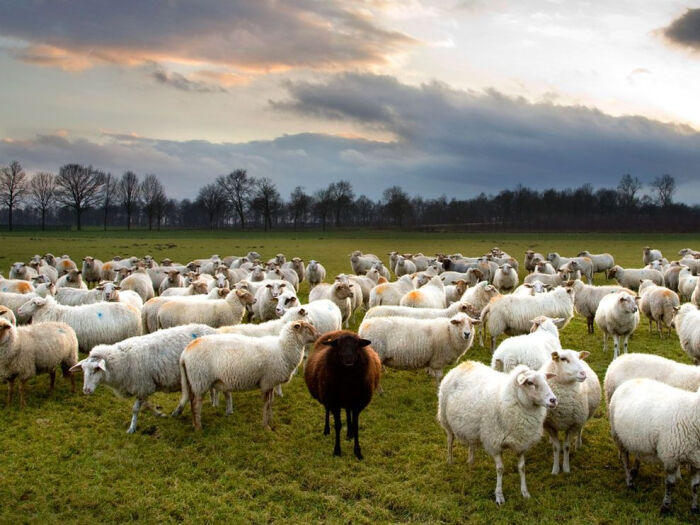 photo: black sheep among white sheep