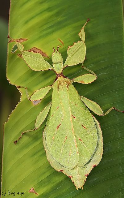 small lamphun leaf insect / wood-mason"s leaf insect, thailand