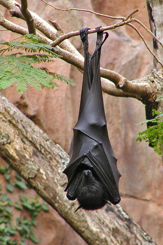 flying fox