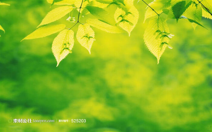 好看的树叶自然风光风景图片高清摄影桌面壁纸图片素材