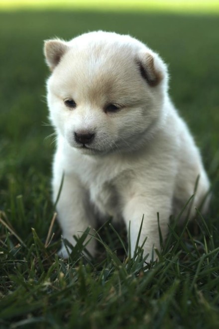 柴犬宝宝合辑~~萌化惹_(:з」∠)