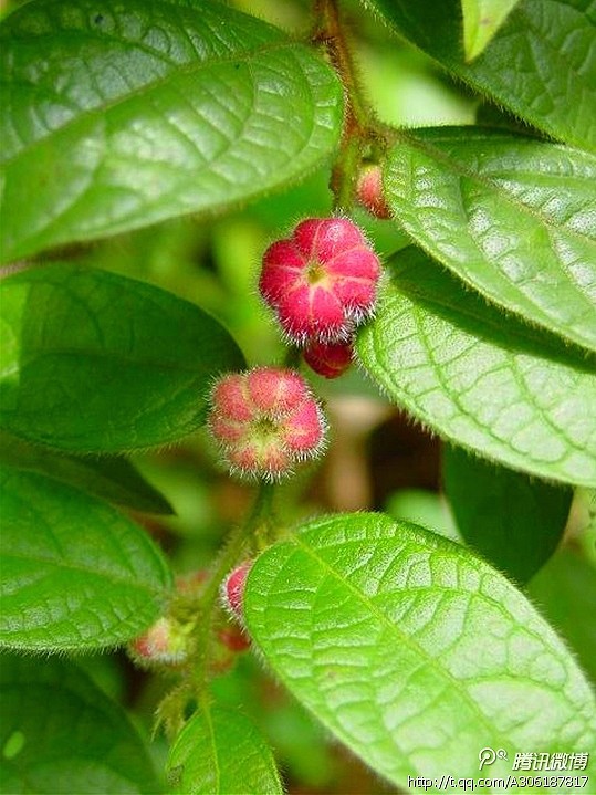 算盘子,别名:算盘珠,野南瓜,果盒仔,柿子椒.