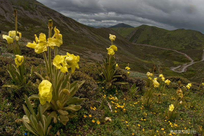 全缘叶绿绒蒿(黄芙蓉)meconopsis integrifolia maxim franch.